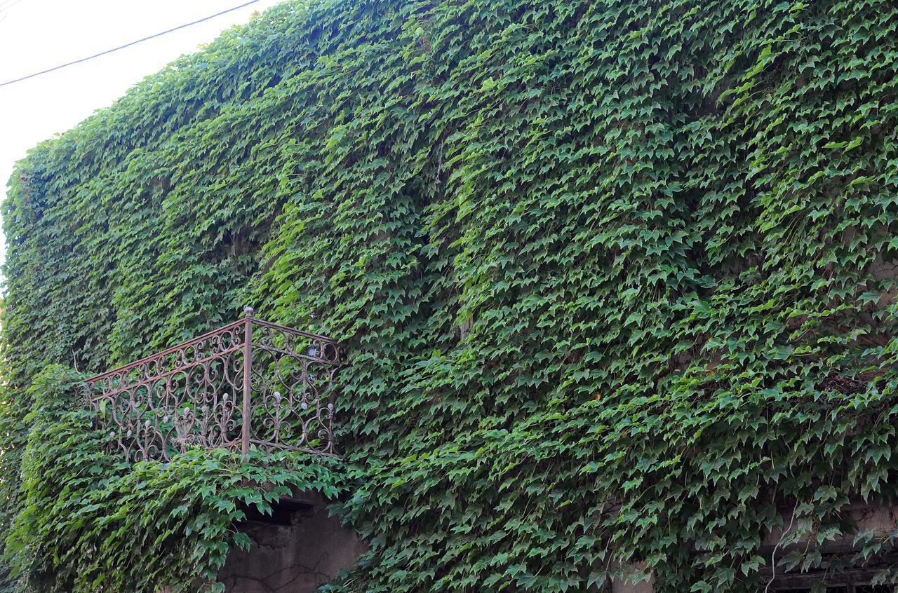 Old Walls 1 * Tbilisi
